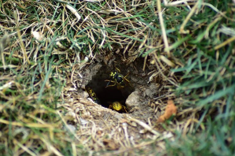 Keep Yellowjackets From Nesting in Your North Carolina Lawn by Checking This One Dry Spot Now