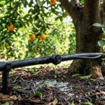 What Your California Orange Tree Shows When Summer Watering Turns Into Root Stress
