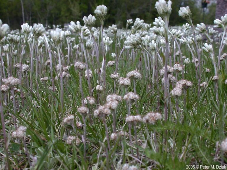 Skip Lamb’s Ear In Your North Carolina Borders and Plant This Silver Native That Never Rots Out by August