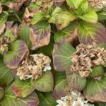 What Your California Hydrangeas Are Really Telling You When They Wilt in a Heat Spike, and the Two Fixes That Aren’t the Same