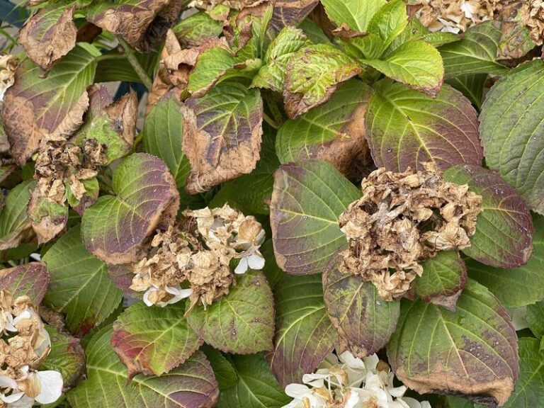What Your California Hydrangeas Are Really Telling You When They Wilt in a Heat Spike, and the Two Fixes That Aren’t the Same