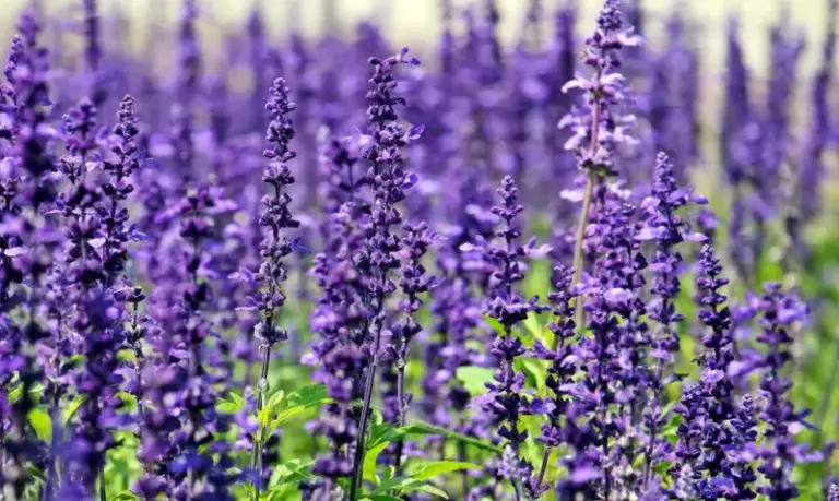 7 Florida Flowers That Make Rats Skip Your Yard for the Neighbor’s This Fall