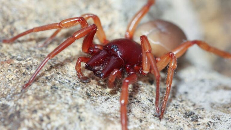Stop pulling California woodlouse spiders from the garage because they wipe out pill bugs and roaches at night