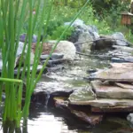 7 Florida Native Plants That Bring Roseate Spoonbills and Wading Birds to the Water’s Edge of Your Yard