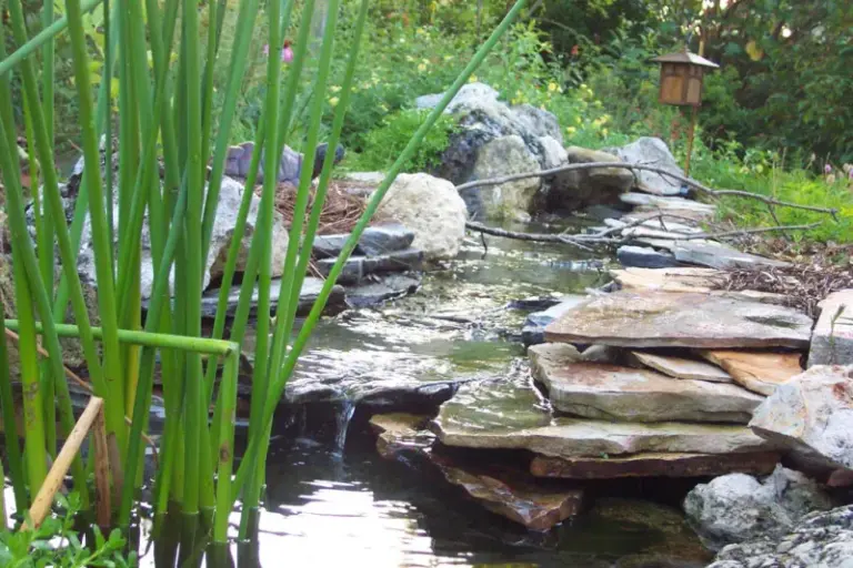 7 Florida Native Plants That Bring Roseate Spoonbills and Wading Birds to the Water’s Edge of Your Yard