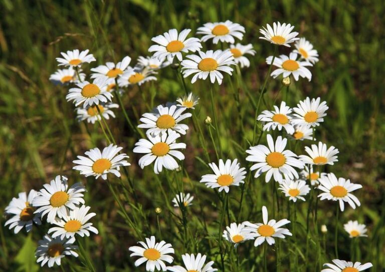 Shasta Daisies Dying Out in the Middle? Division May Help Renew the Clump