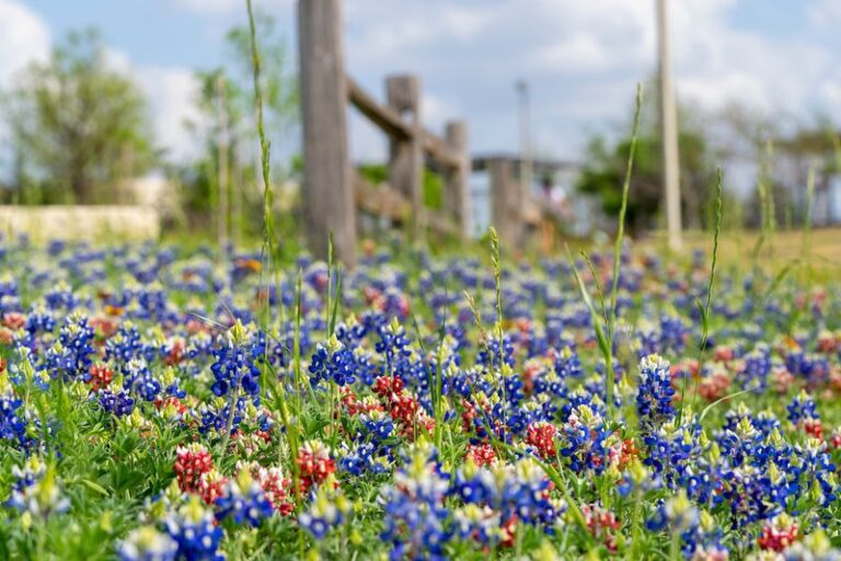 Why September Is a Good Time to Start Planning Your Central Texas Spring Garden
