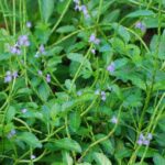 Replace thirsty annual beds in your Florida yard with 7 natives that flower through fall