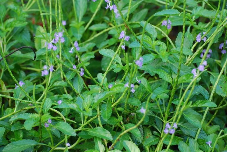Replace thirsty annual beds in your Florida yard with 7 natives that flower through fall