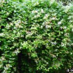 That Fast-Spreading Vine You Love Is Actually Banned in Much of the US — Here’s Why