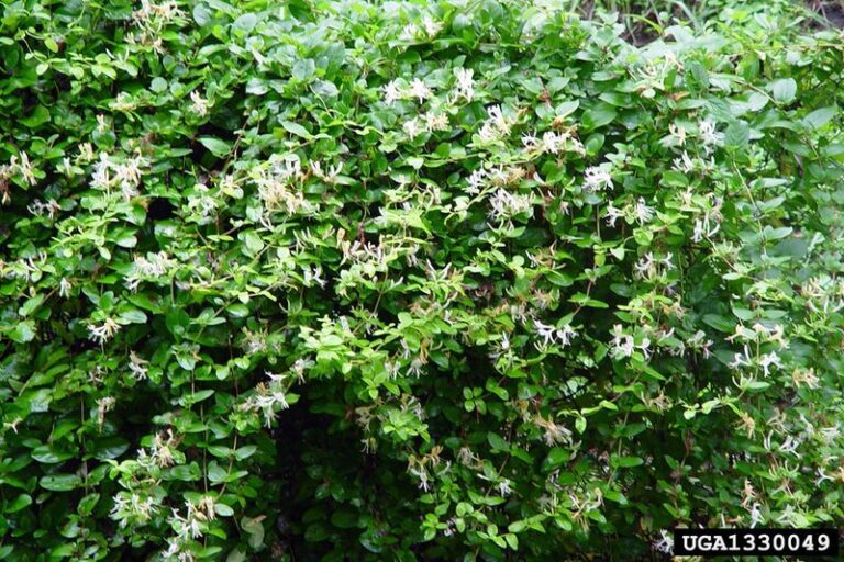 That Fast-Spreading Vine You Love Is Actually Banned in Much of the US — Here’s Why