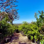 The California Nurseries Where Gardeners Quietly Find Rare Tropical Fruit Trees the Big Chains Never Stock