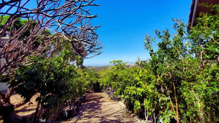 The California Nurseries Where Gardeners Quietly Find Rare Tropical Fruit Trees the Big Chains Never Stock