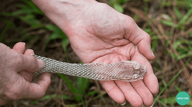 Warning Signs Snakes May Have Passed Through Your Yard – What to Look For Before You Ever See One
