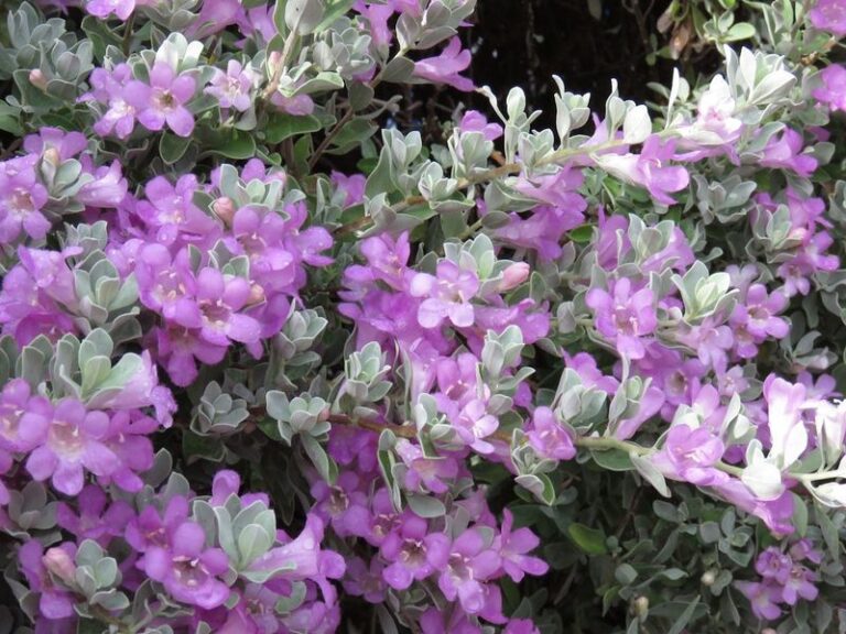 The Native Texas Shrub Worth Planting This Fall So Its Roots Beat the Stress of Next Summer’s Heat
