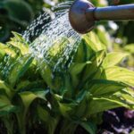 Your Hostas Grow Thin and Ragged by Late Summer – Here’s the One Care Habit That Fills Them Back Out