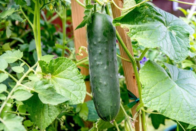 Your Fall Cucumbers Turn Bitter at the Stem End Before You Even Slice Into Them – Here’s Why