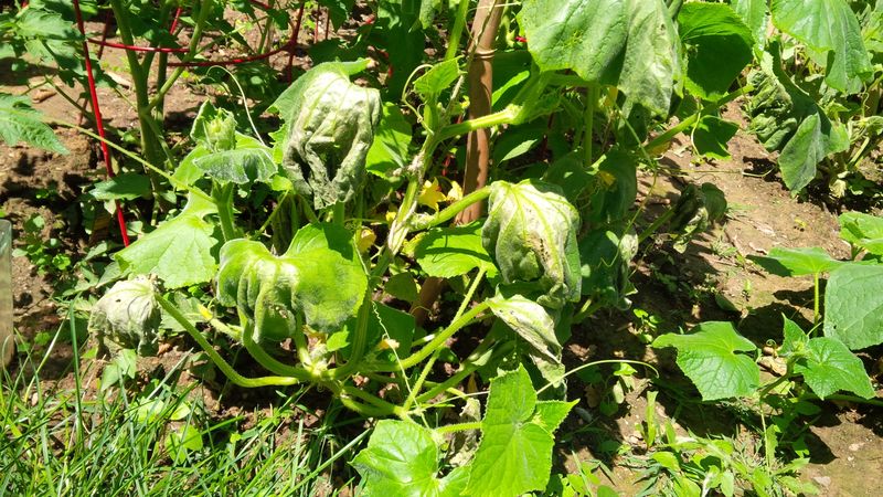 Your Cucumbers Keep Struggling Because the Soil Under Them Stays Wrong