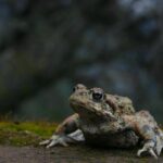 Western toads may eat some garden slugs, but persistent night lighting can disrupt their activity