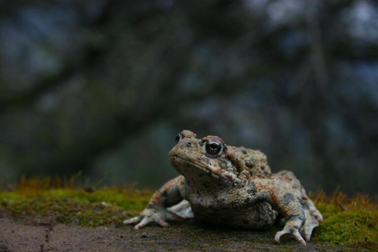 Western toads may eat some garden slugs, but persistent night lighting can disrupt their activity