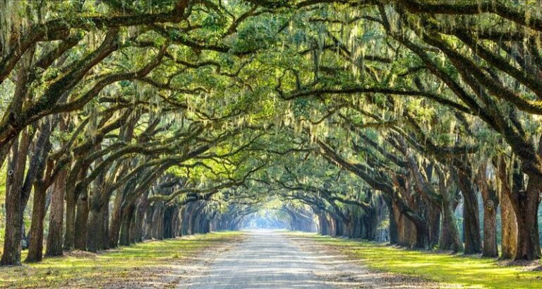 Before You Plant a Live Oak in Your Florida Yard, Here’s What Its Roots Do to Driveways and Property Lines