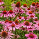 Your Coneflowers Hold Next Year’s Flowers in the Seed Heads — Here’s When to Collect Them
