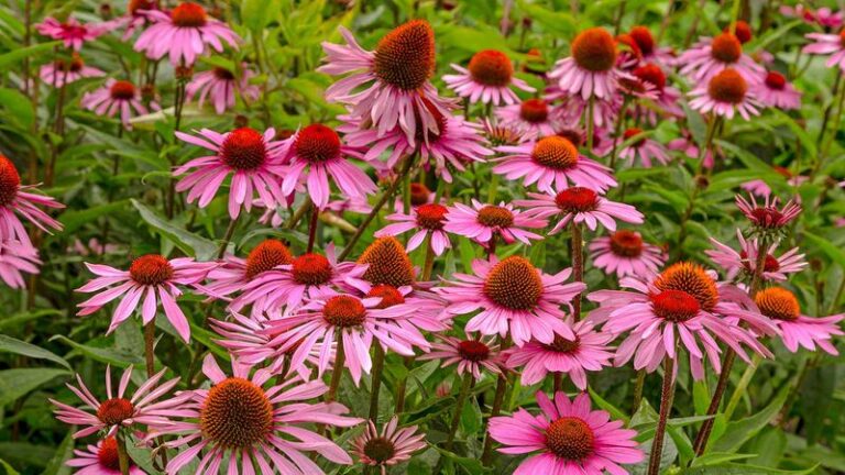Your Coneflowers Hold Next Year’s Flowers in the Seed Heads — Here’s When to Collect Them