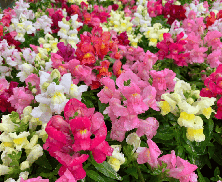 Your Central Texas Snapdragons Stop Blooming in Fall Because You’re Deadheading Them the Wrong Way