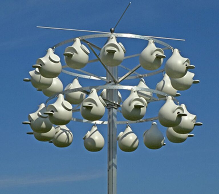 Purple Martins Wipe Out Thousands of Mosquitoes Over Your Central Texas Yard Once You Hang Their House