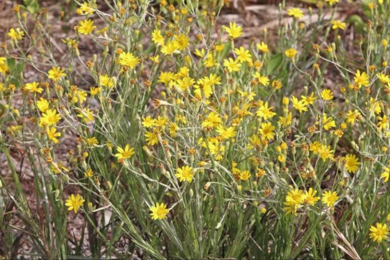 7 Florida Native Wildflowers That Fill Bare Sandy Beds This Fall and Keep Pollinators Busy Without Watering