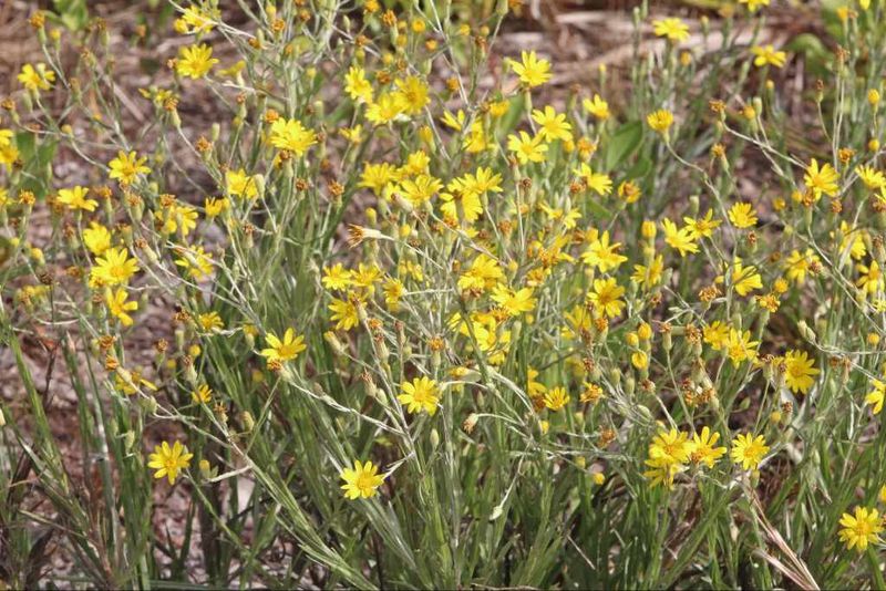 7 Florida Native Wildflowers That Fill Bare Sandy Beds This Fall and Keep Pollinators Busy Without Watering