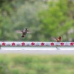 Something Keeps Emptying Your Hummingbird Feeder Overnight – Here’s the Culprit and How to Stop It