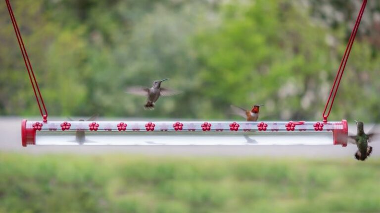 Something Keeps Emptying Your Hummingbird Feeder Overnight – Here’s the Culprit and How to Stop It