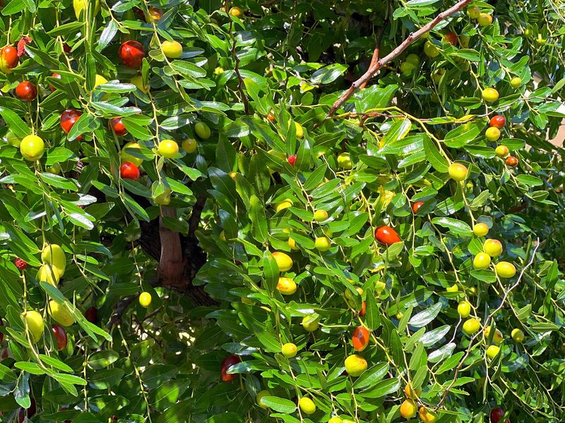 How To Tell When Your California Jujubes Are Ripe Enough to Pick, and the One Sign They’re Just About There