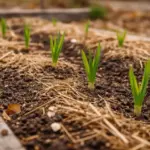 Your Fall Garlic Fails to Sprout – What to Check Before Blaming Planting Depth