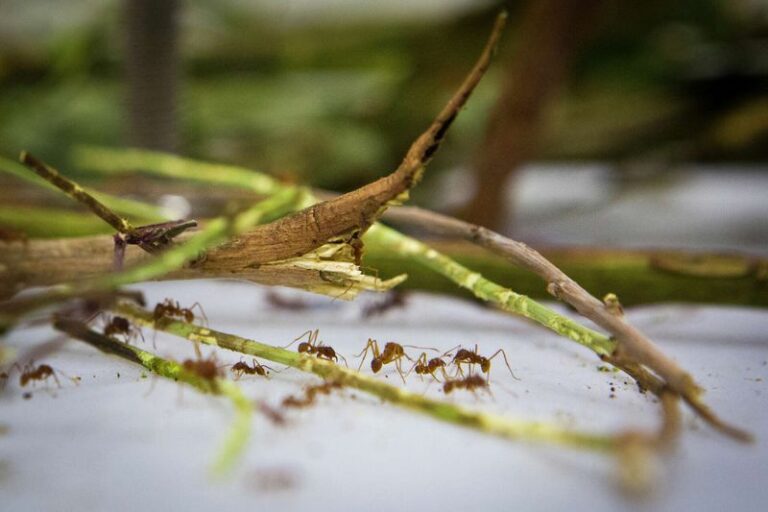 Could Texas Leafcutting Ants Be Stripping Your Rose Bushes Overnight?