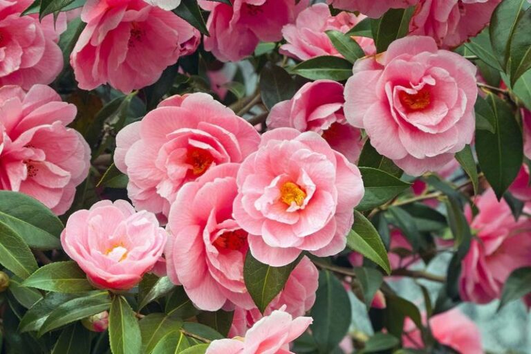 What North Carolina Gardeners Do To Get Camellias That Bloom Nonstop Through the First Cold Snaps