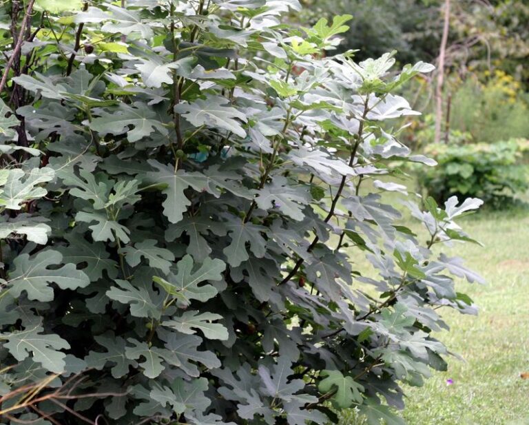Your Fig Tree Is Loaded With Leaves but Still No Ripe Figs – Here’s the Fall Move That Pushes Them to Finish
