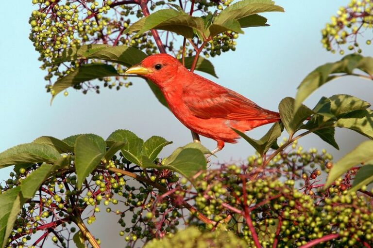 7 Florida Native Shrubs That Feed Birds and Quietly Keep Mosquitoes Off Your Fence Line