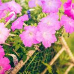 Incomplete Deadheading May Be Slowing Your Petunias – But Heat and Drought Could Be the Bigger Problem