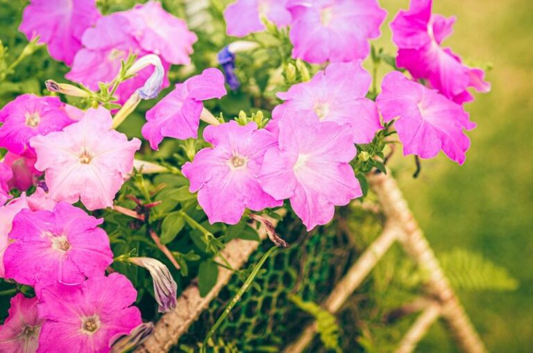 Incomplete Deadheading May Be Slowing Your Petunias – But Heat and Drought Could Be the Bigger Problem