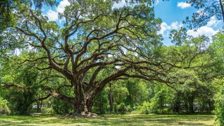 Live Oak: The Popular Central Texas Shade Tree Worth Shopping for Early This Planting Season