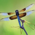 Simple Yard Habits That Pull Dragonflies Over Your Central Texas Garden All Summer Long