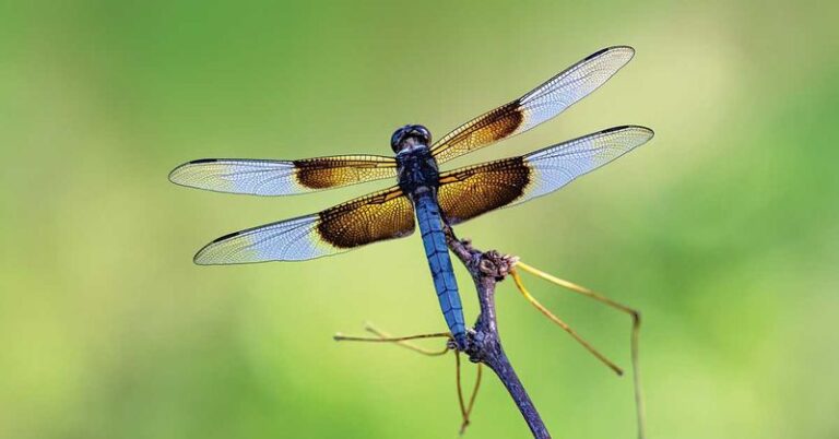 Simple Yard Habits That Pull Dragonflies Over Your Central Texas Garden All Summer Long