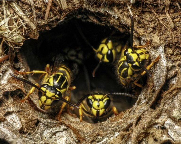 Where Yellowjackets Are Nesting Underground in North Carolina Yards Right Now and How to Spot the Nest Before You Mow