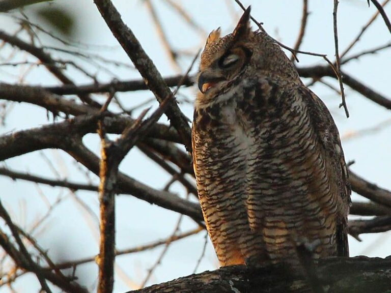 The Meaning Behind a Great Horned Owl Landing in Your Central Texas Yard at Dusk