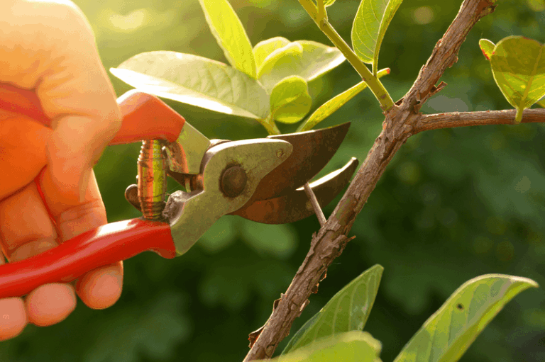 Your Fig Tree Puts Out Leafy Branches but Barely Sets Fruit — Here’s the Fall Pruning Cut That Fixes It
