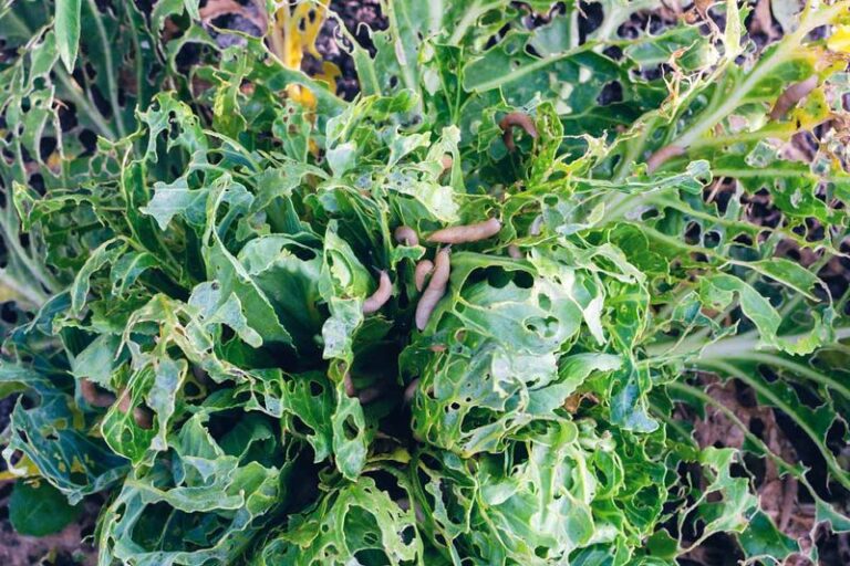 A Whole Fall Feeding of Broccoli and Cabbage Is Vanishing Under a Trail of Slime Overnight