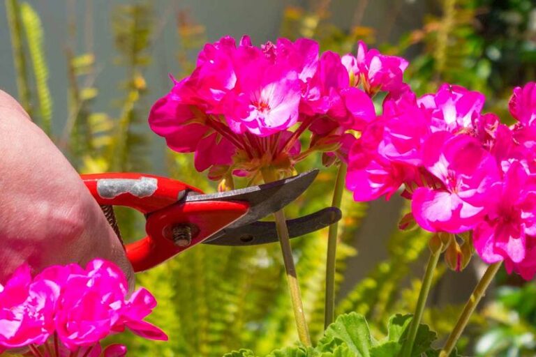 Your Geraniums Slow Their Blooming as the Heat Lingers – Here’s the One Care Tweak That Keeps Flowers Coming