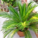 Your Central Texas Sago Palm Is Yellowing From the Bottom Up Because of This Fall Manganese Shortage